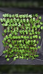 Yapay Sarmaşık Küçük Yapraklı Balkon Çiti 3 M X 120 Cm